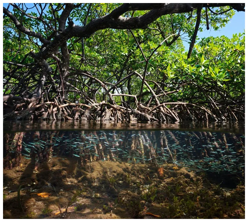Mangrove fish . of scuba, america, ecosystem 21569424