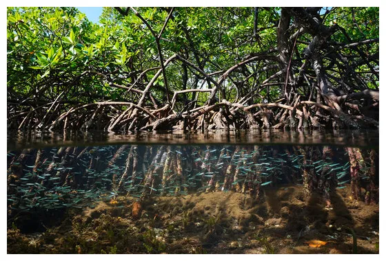 "red mangrove" bilder durchsuchen 745 archivfotos, vektorgrafiken und printable coloring page