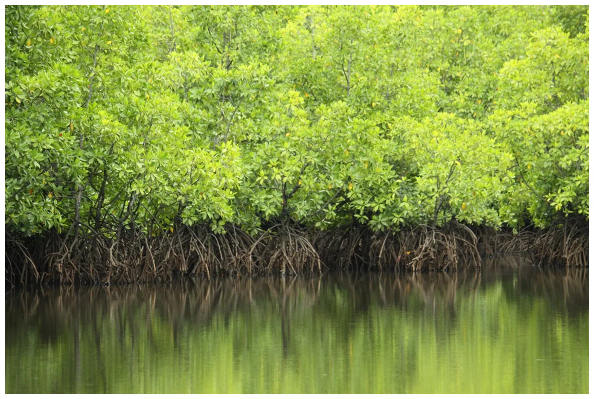 Mangrove forests in malaysia 2026 rove.me