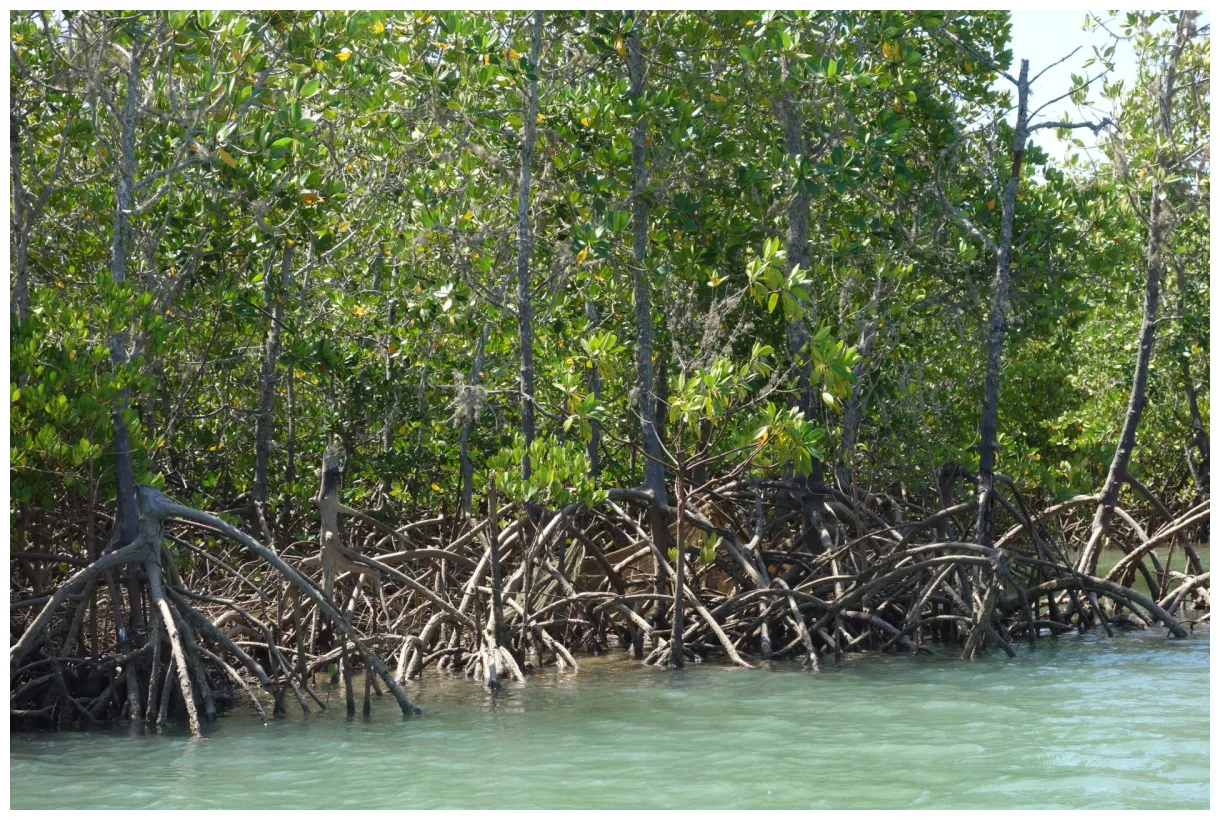 Etude de cas collectif 5 deltas, fédérer pour la mangrove