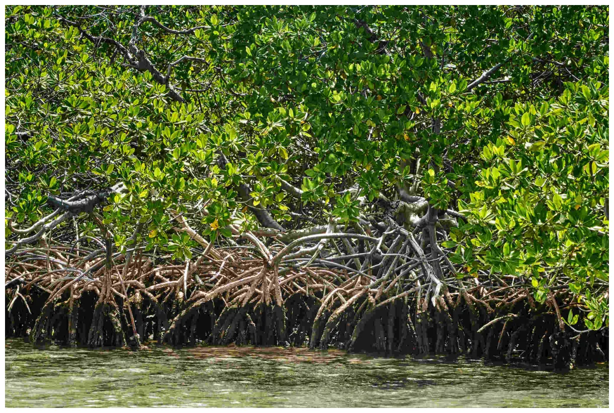 Guided tour of the mangrove by boat beyond the beach