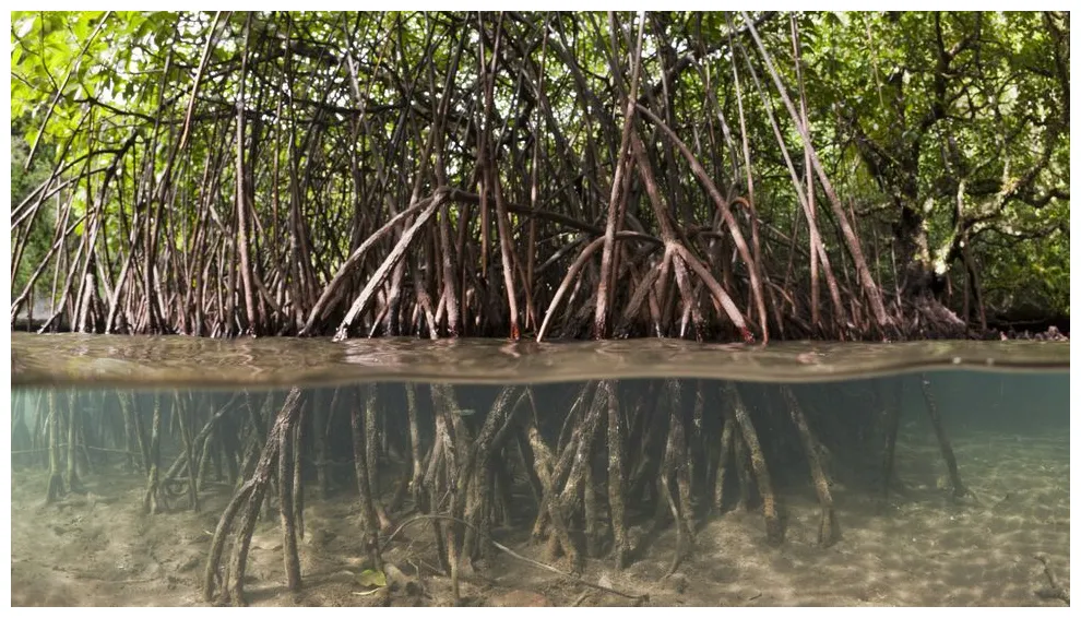 23 millió éves megkövesedett mangroveerdőt fedeztek fel panamában origo