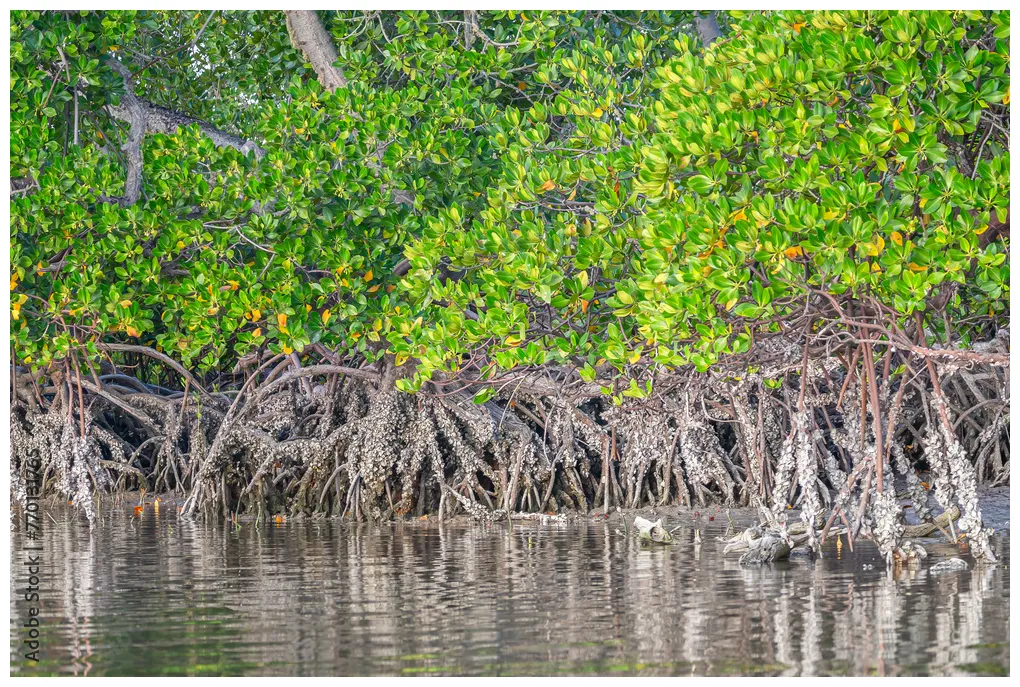 Mida Creek. Protected mangrove ecosystem near Watamu, Kenya. Stock