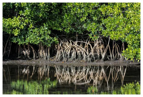 "red mangrove" bilder durchsuchen 907 archivfotos, vektorgrafiken und