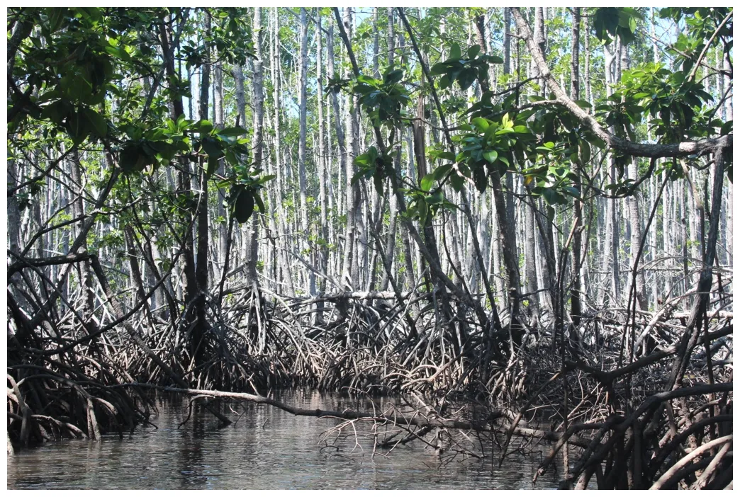 Gallery mangrove ecology