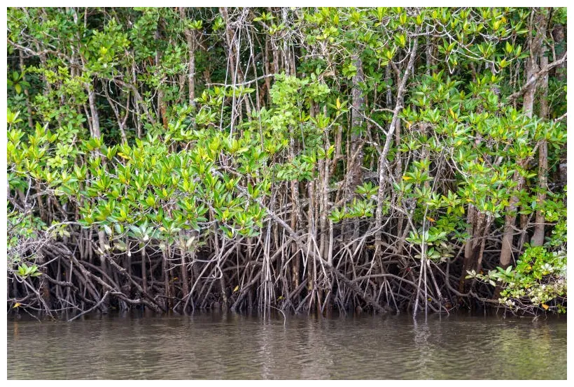 Mangrove in indonesia stock . of dawn, beauty 89148469