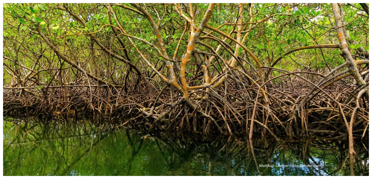 Home verein für mangrovenschutz e.v