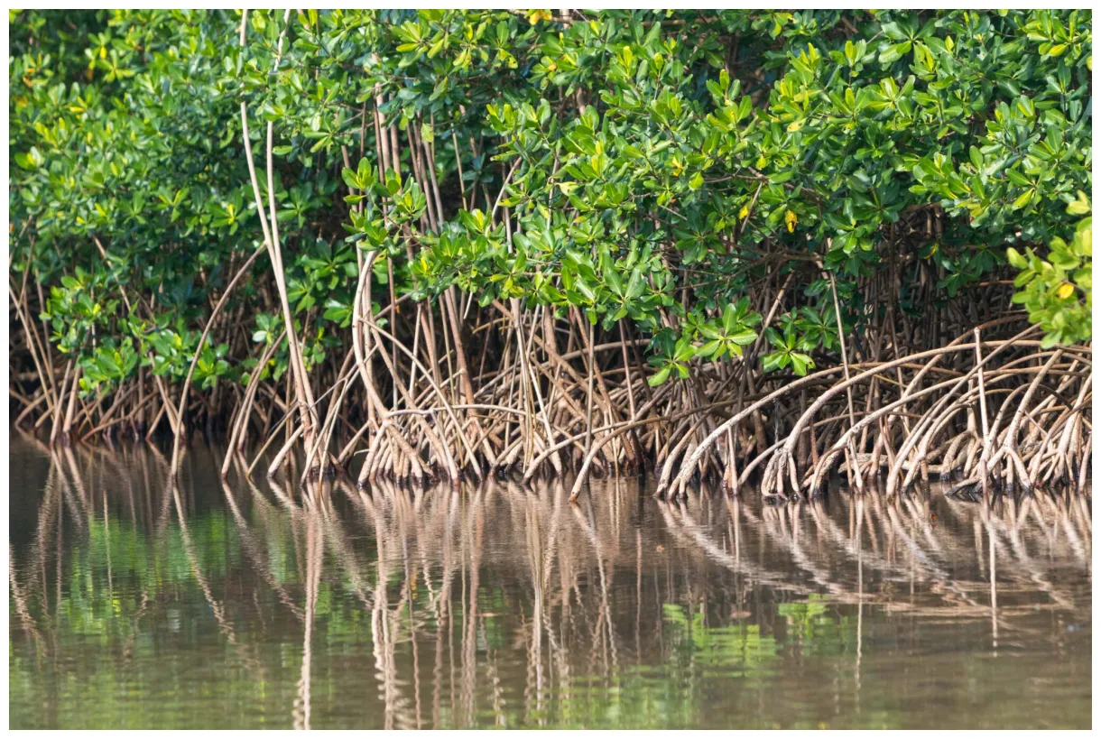 4 façons d’explorer la mangrove en guadeloupe