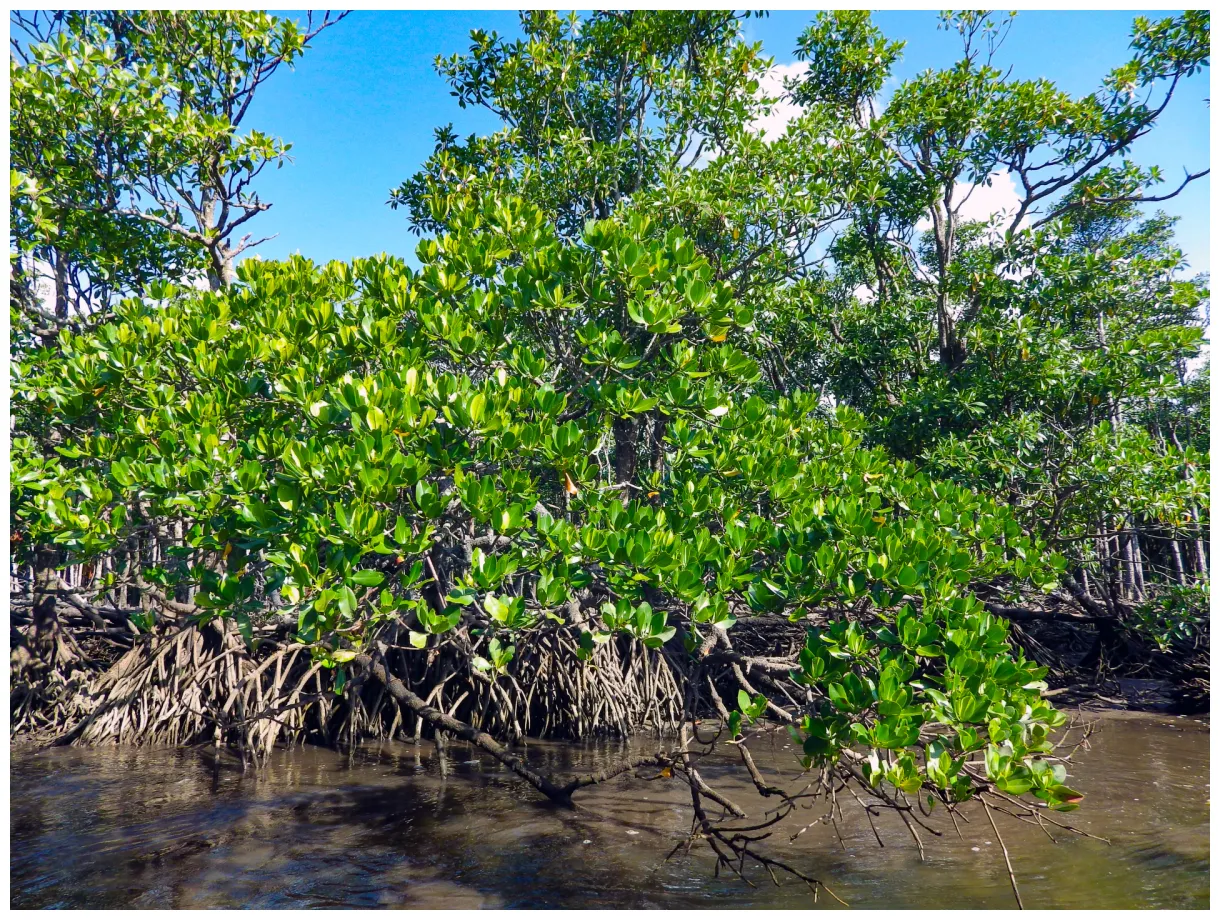 西表島のマングローブを楽しもう！ 西表島ツアーズ