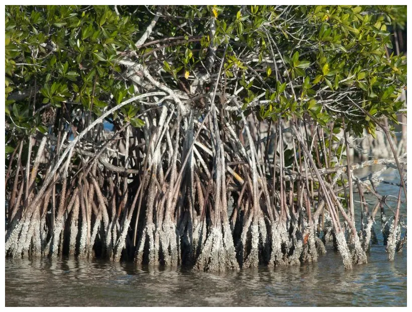 Growing and caring for a mangrove bonsai tree rhizophora mangle