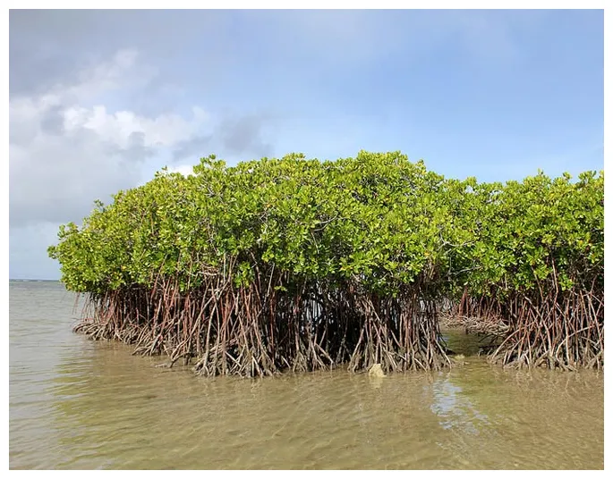 Mangrove Forest - Avian Report
