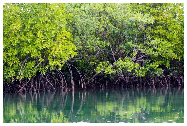 Mangrove haiti s, mangrove haiti s