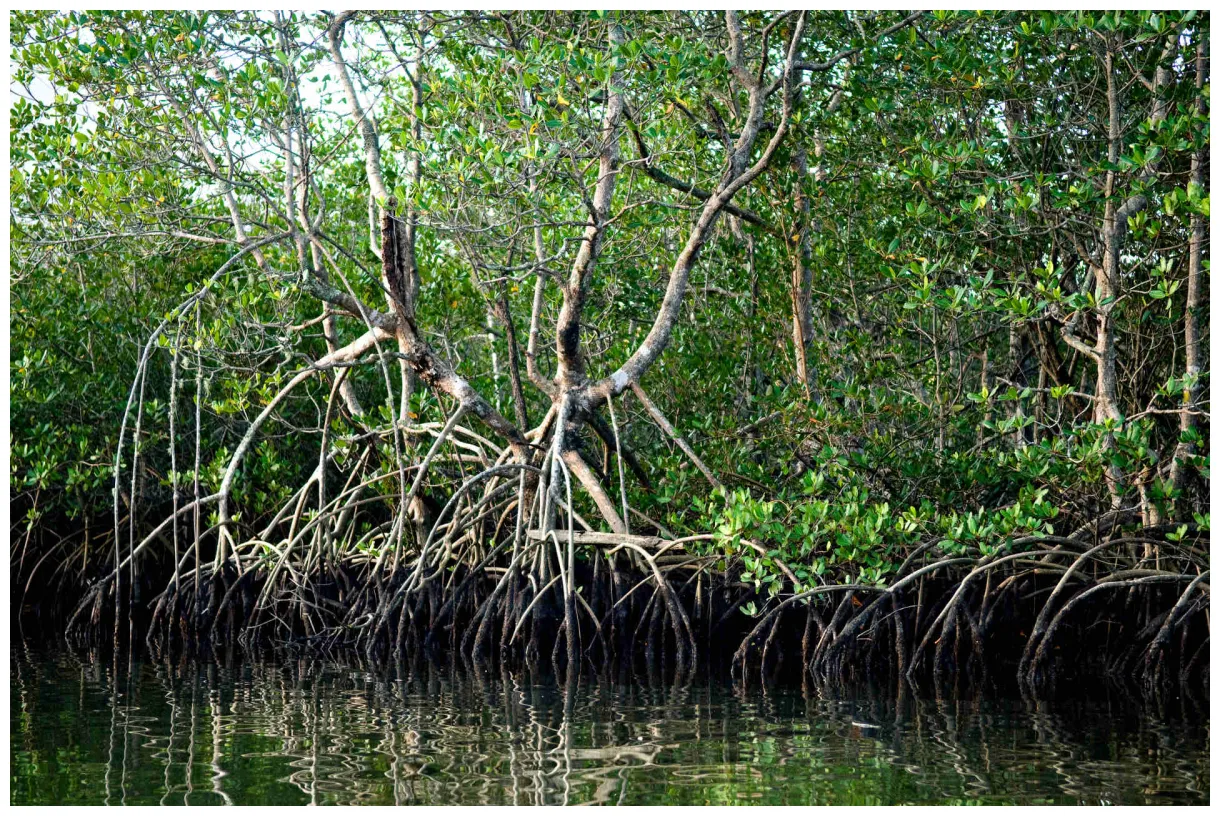 Was garnelen mit dem weltmangroventag zu tun haben wwf blog