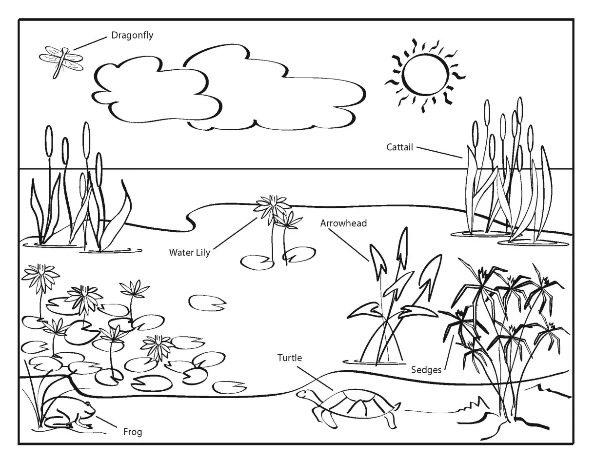 Marsh Plants Coloring Pages [2025]