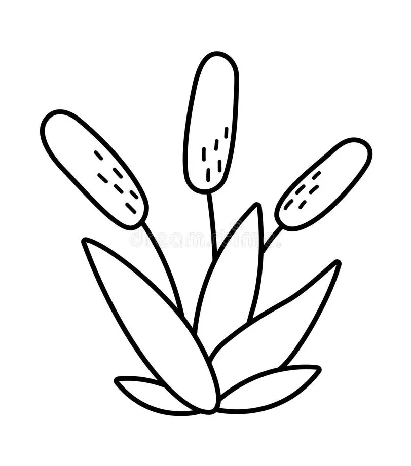 Marsh plants coloring pages [2025]
