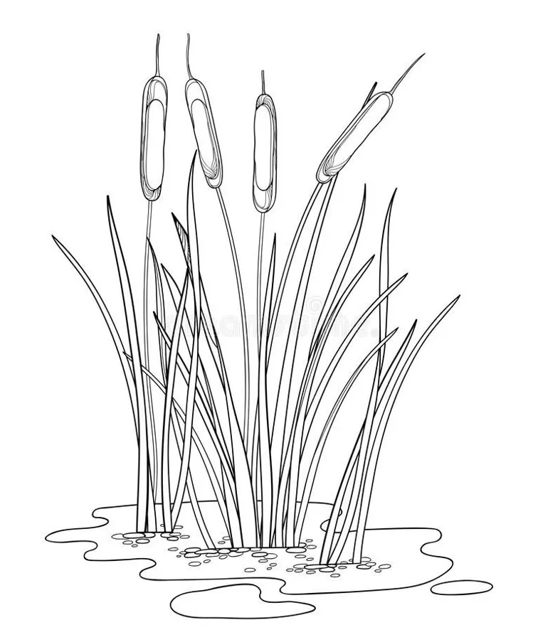 Marsh plants coloring pages [2025]
