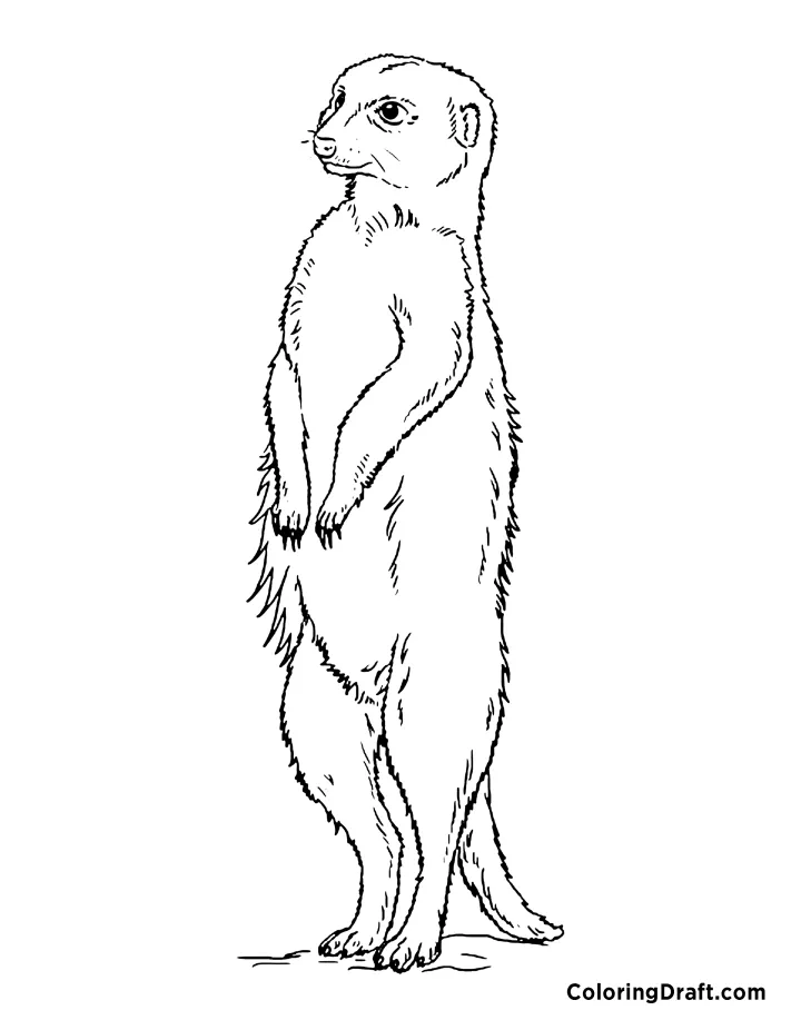 Meerkat Coloring Pages - ColoringDraft.com