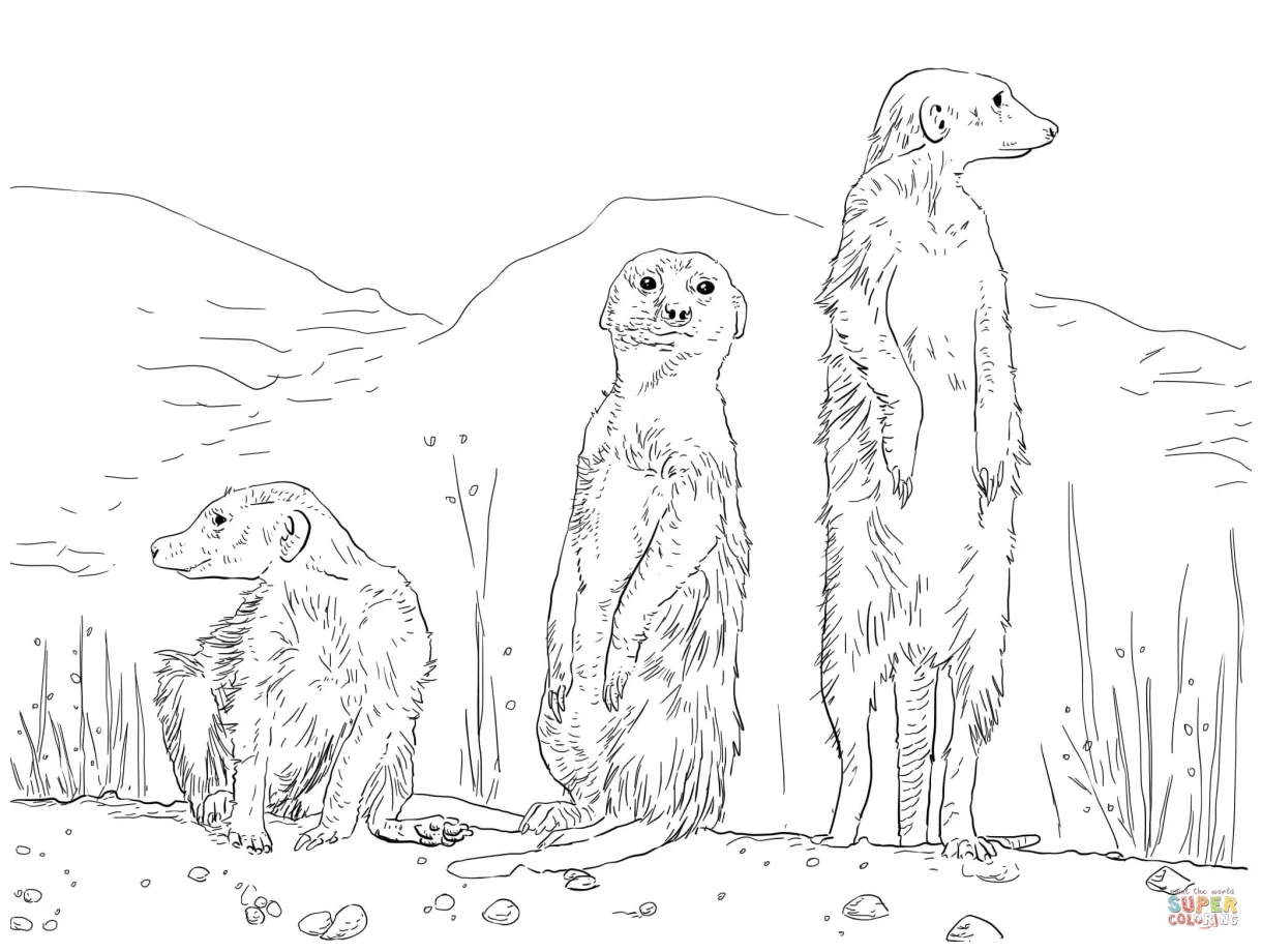 Meerkat Coloring Pages Coloring Pages
