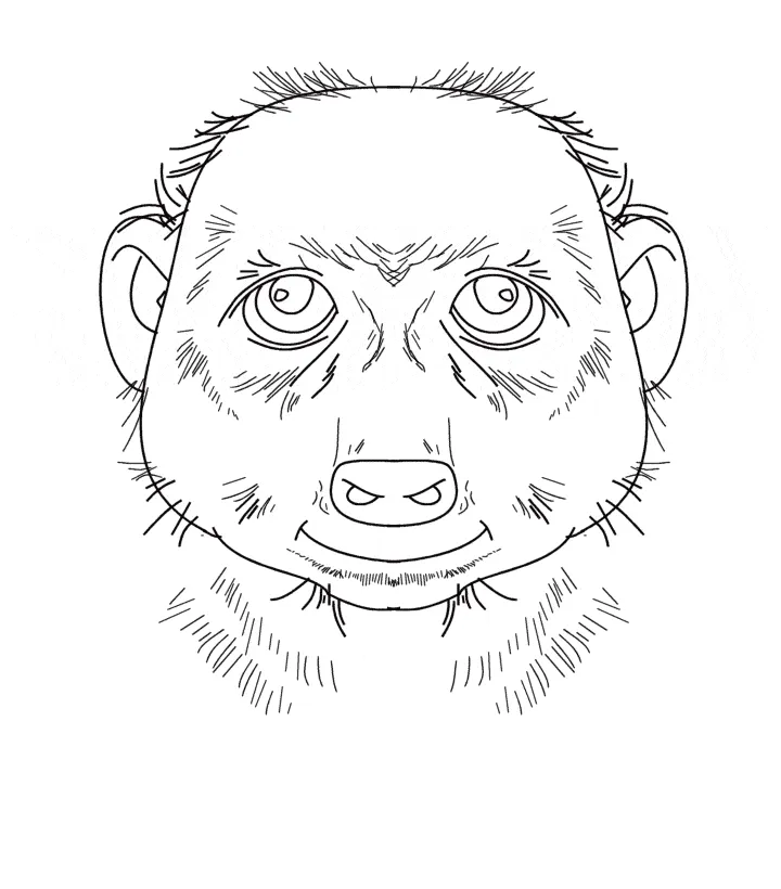 Meerkat coloring page - Animals Town - Free Meerkat color sheet
