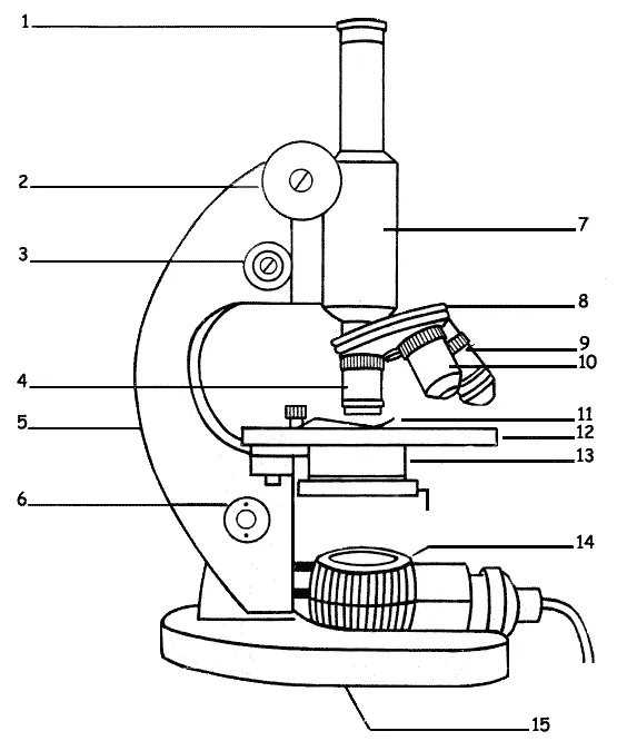 Compound microscope sketch at paintingvalley explore collection