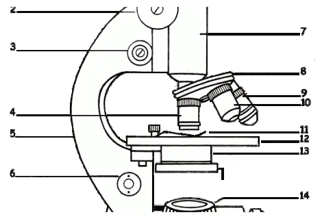 Compound microscope sketch at paintingvalley explore collection printable coloring page
