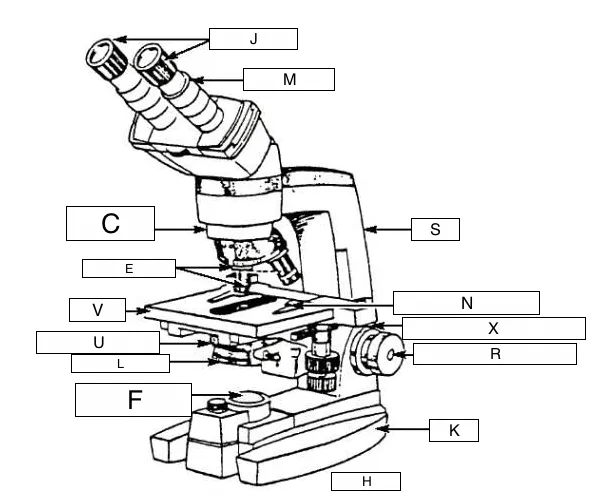 Compound light microscope drawing on clipartmag