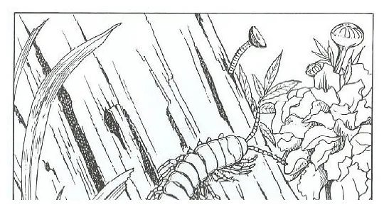 Millipede Coloring Pages