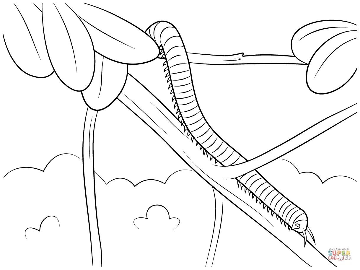 Millipede Coloring Pages
