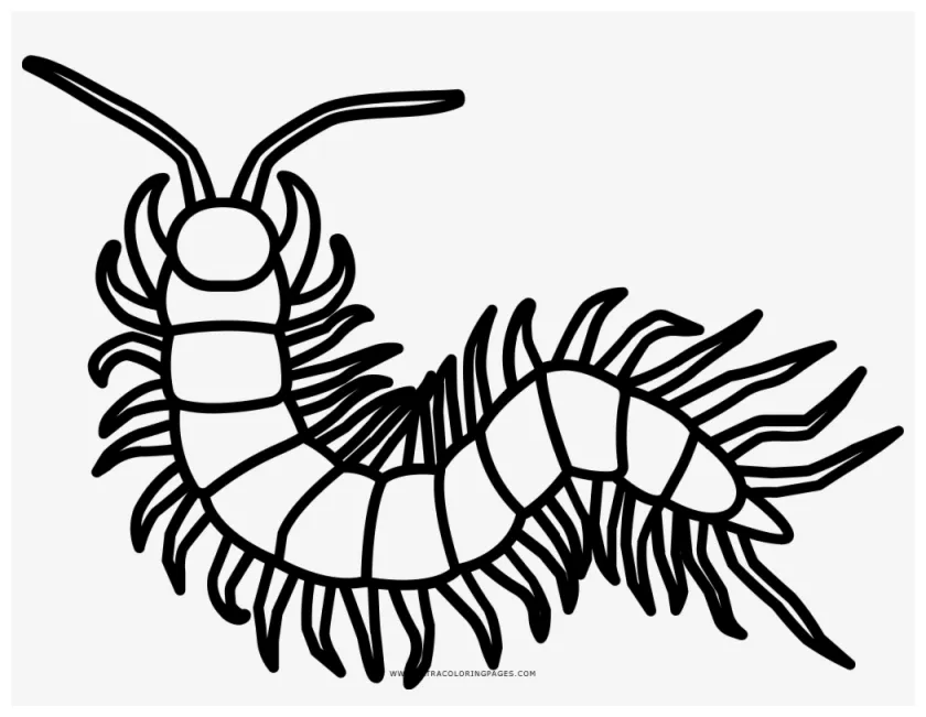Millipede Coloring Pages