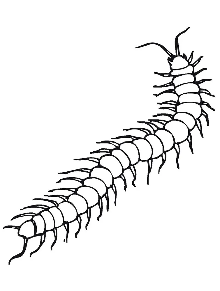 Millipede Coloring Pages