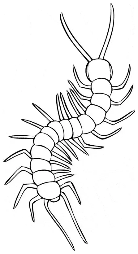 Millipede coloring page - Animals Town - animals color sheet