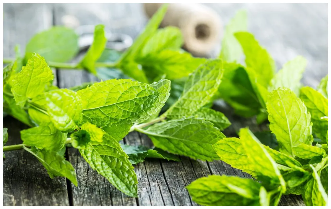 Mint: Benefits, nutrition, and dietary tips