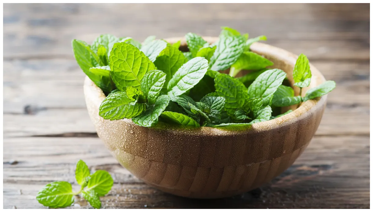 How to Buy and Store Mint | Epicurious