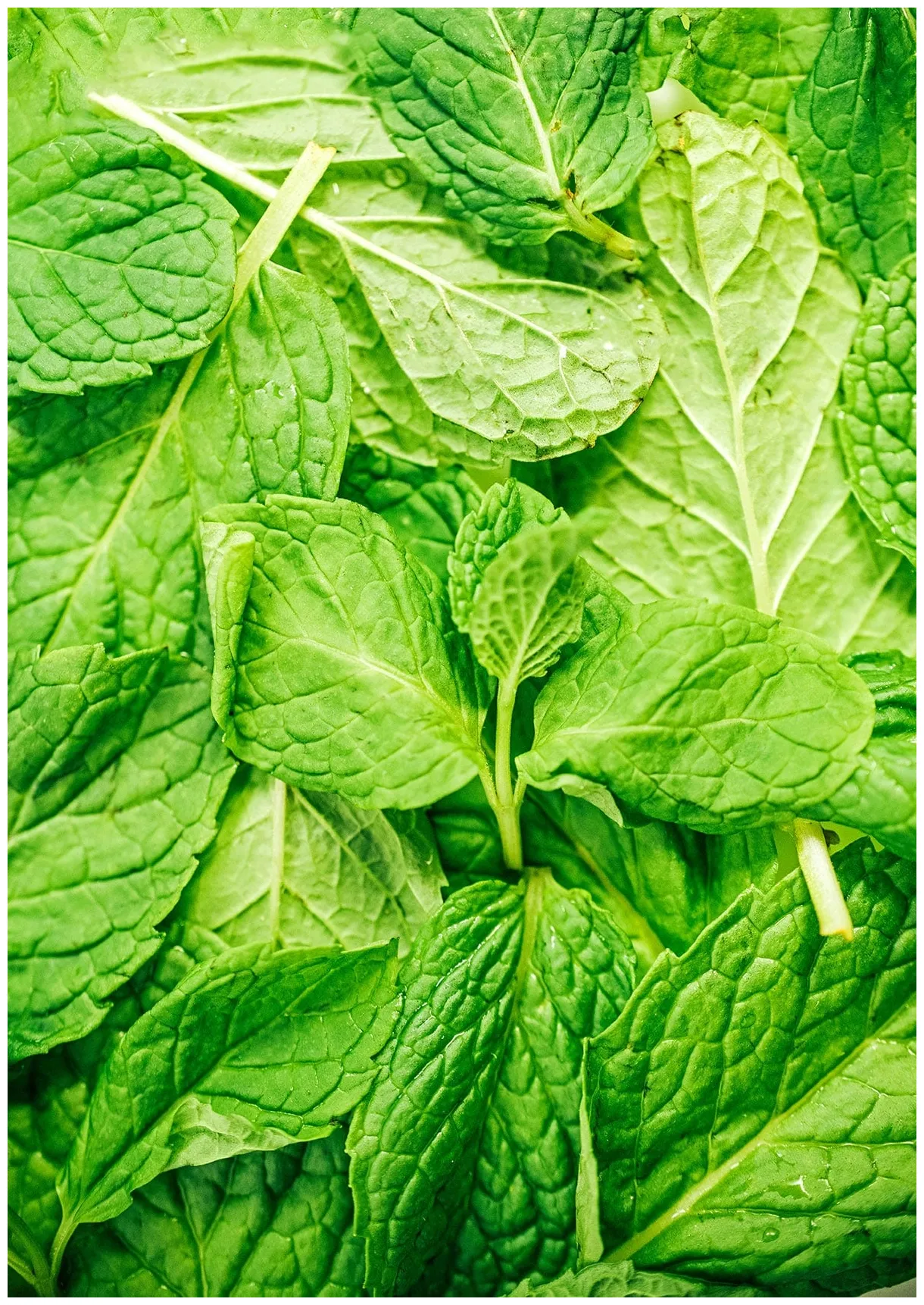 What To Do With Mint Leaves: 7 Fresh Mint Recipes!