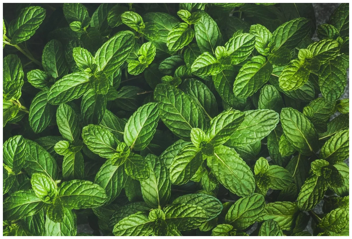 [100+] Mint Wallpapers | Wallpapers.com