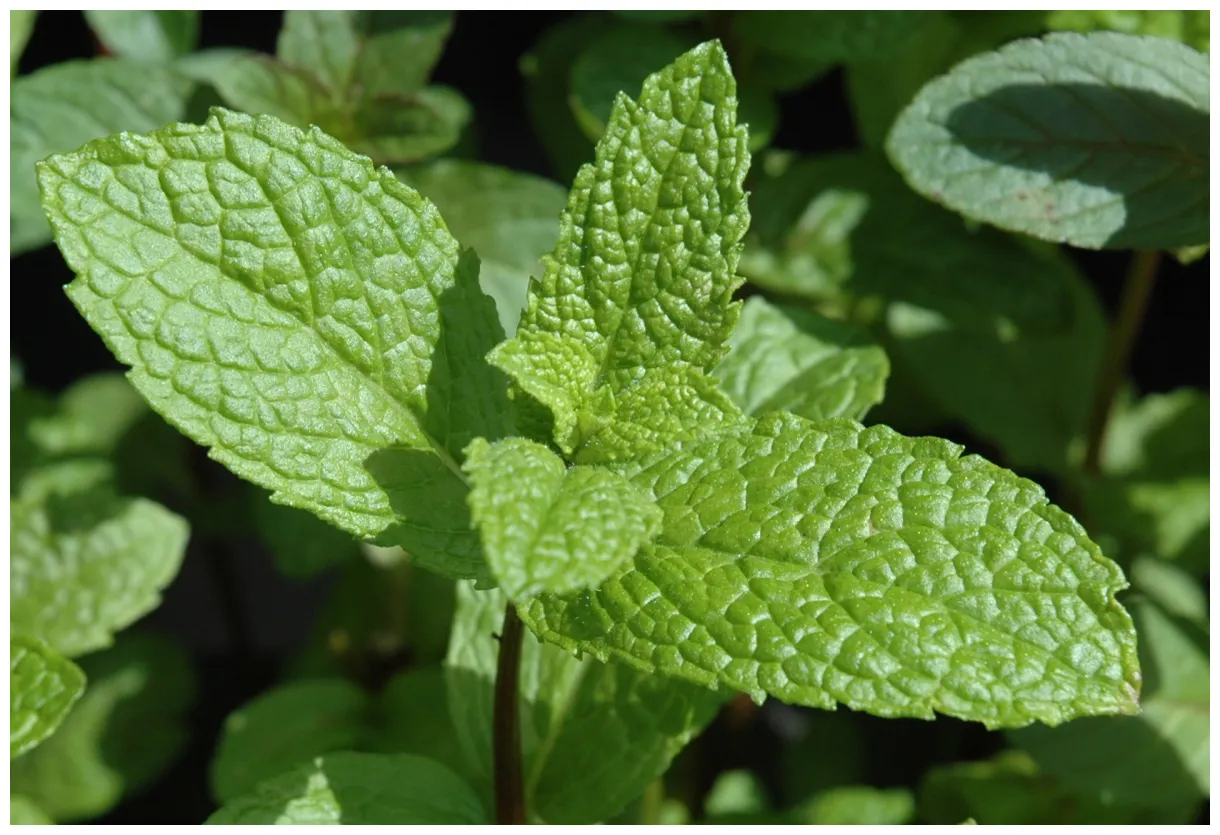 Health Benefits of Mint - Health Benefits
