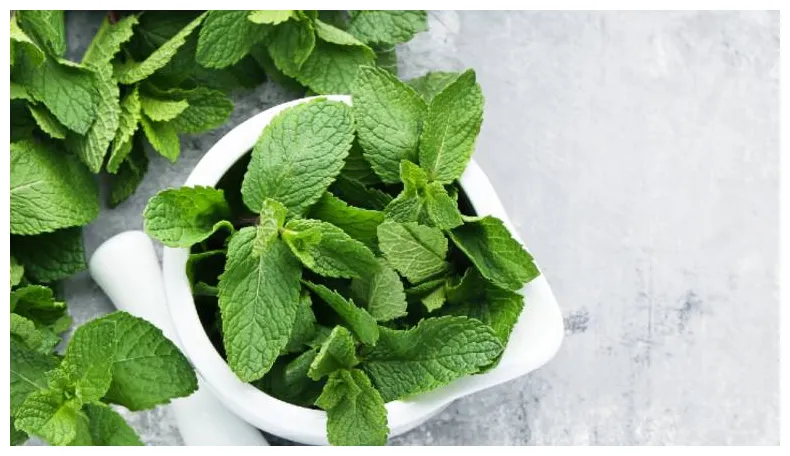 8 powerful benefits of mint leaves you can’t ignore | HealthShots