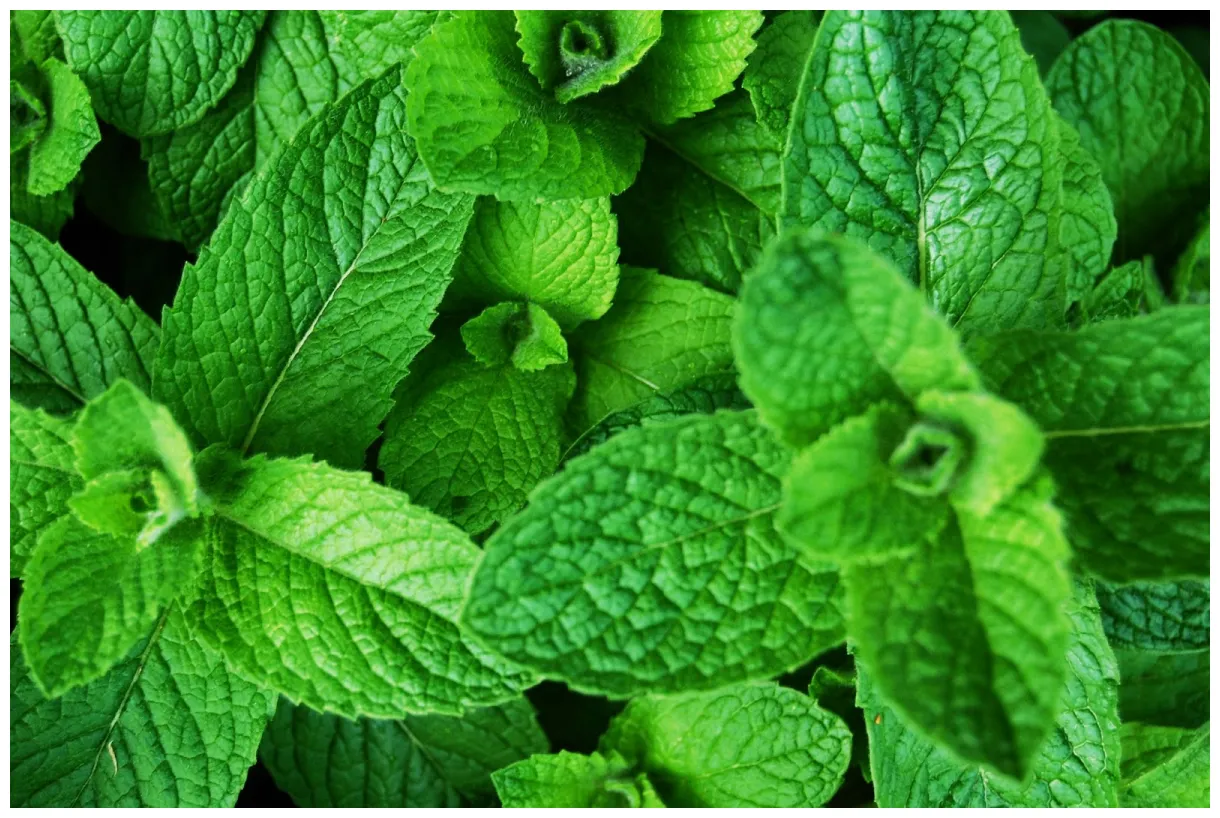 The Pagan Corner with Sin and Cu: Mint