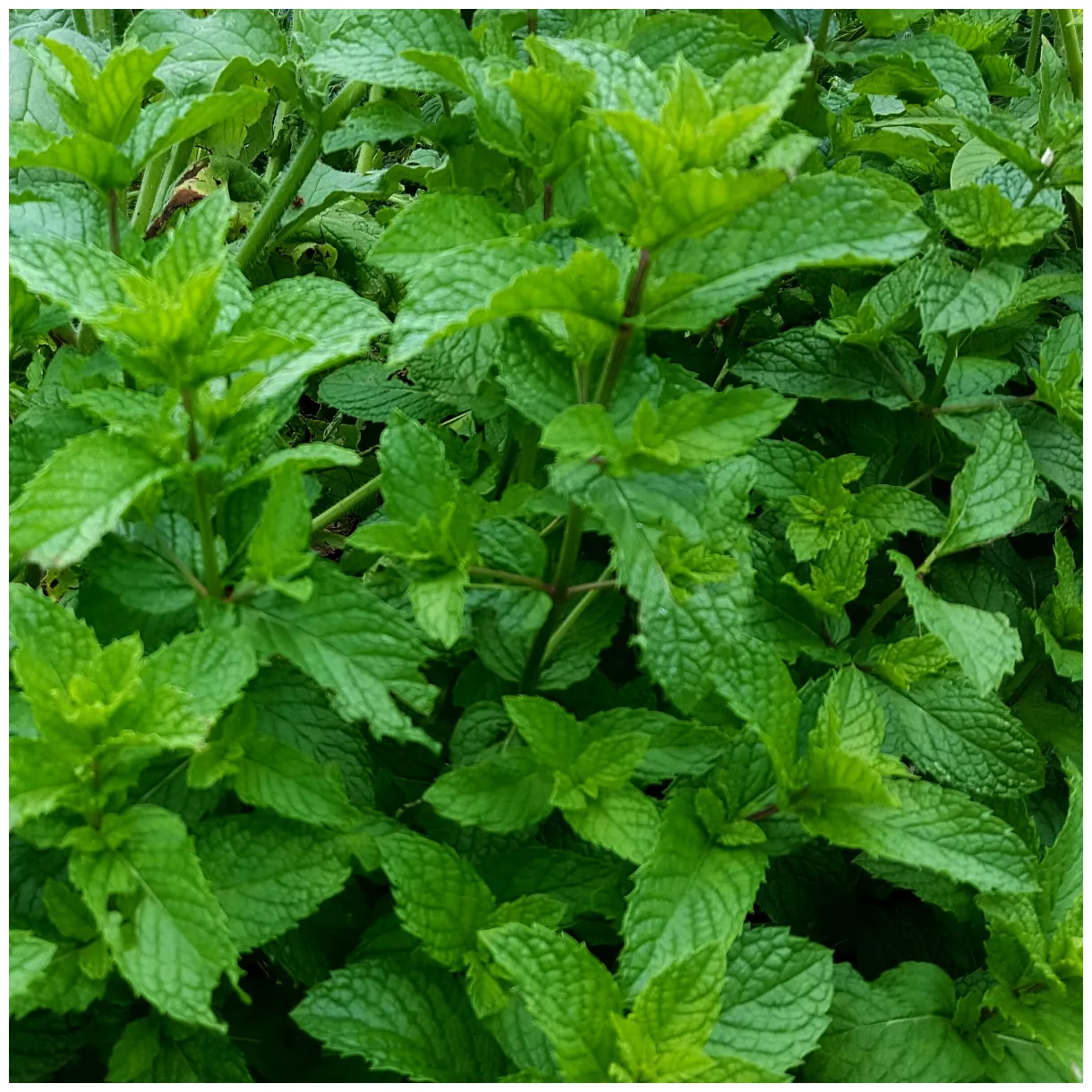 Mint - Advice From The Herb Lady