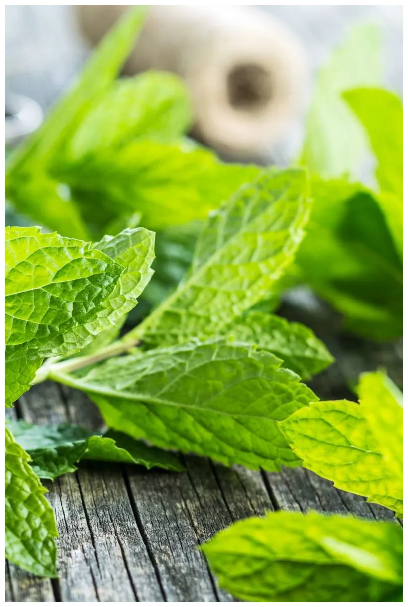 Mint: Benefits, nutrition, and dietary tips