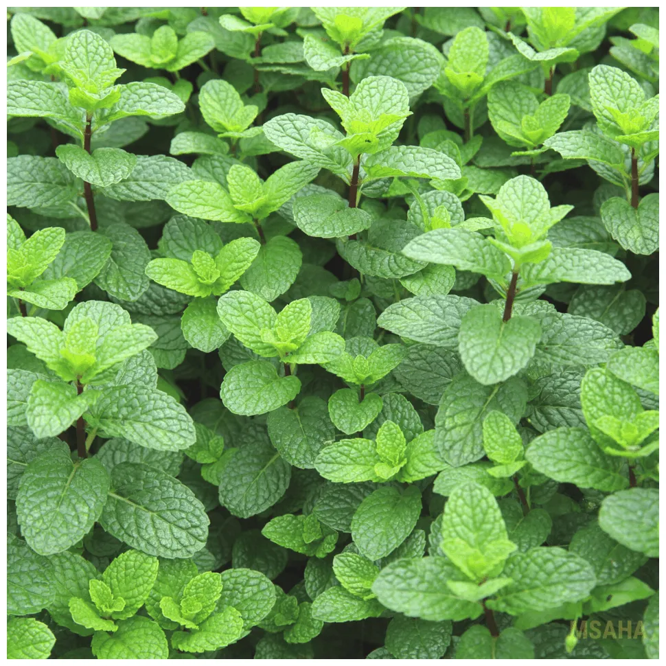 Growing Mint Indoors: Everything You Need To Know - Garden for Beginners