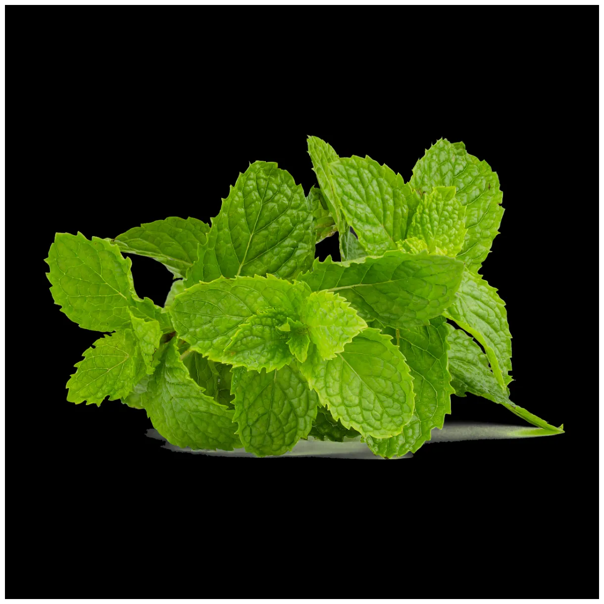 1,000+ Free Mint & Peppermint Photos - Pixabay