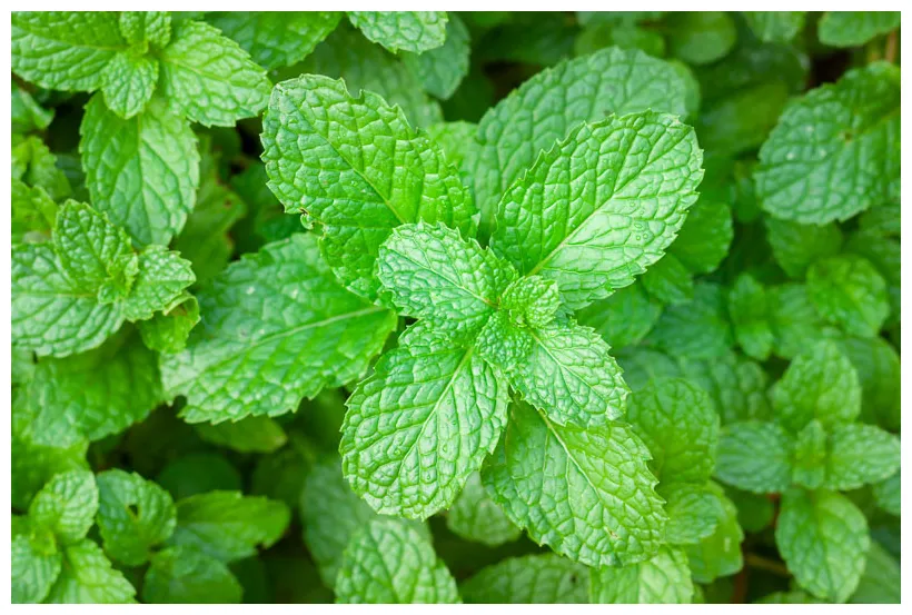 Mint - All you Need to Know