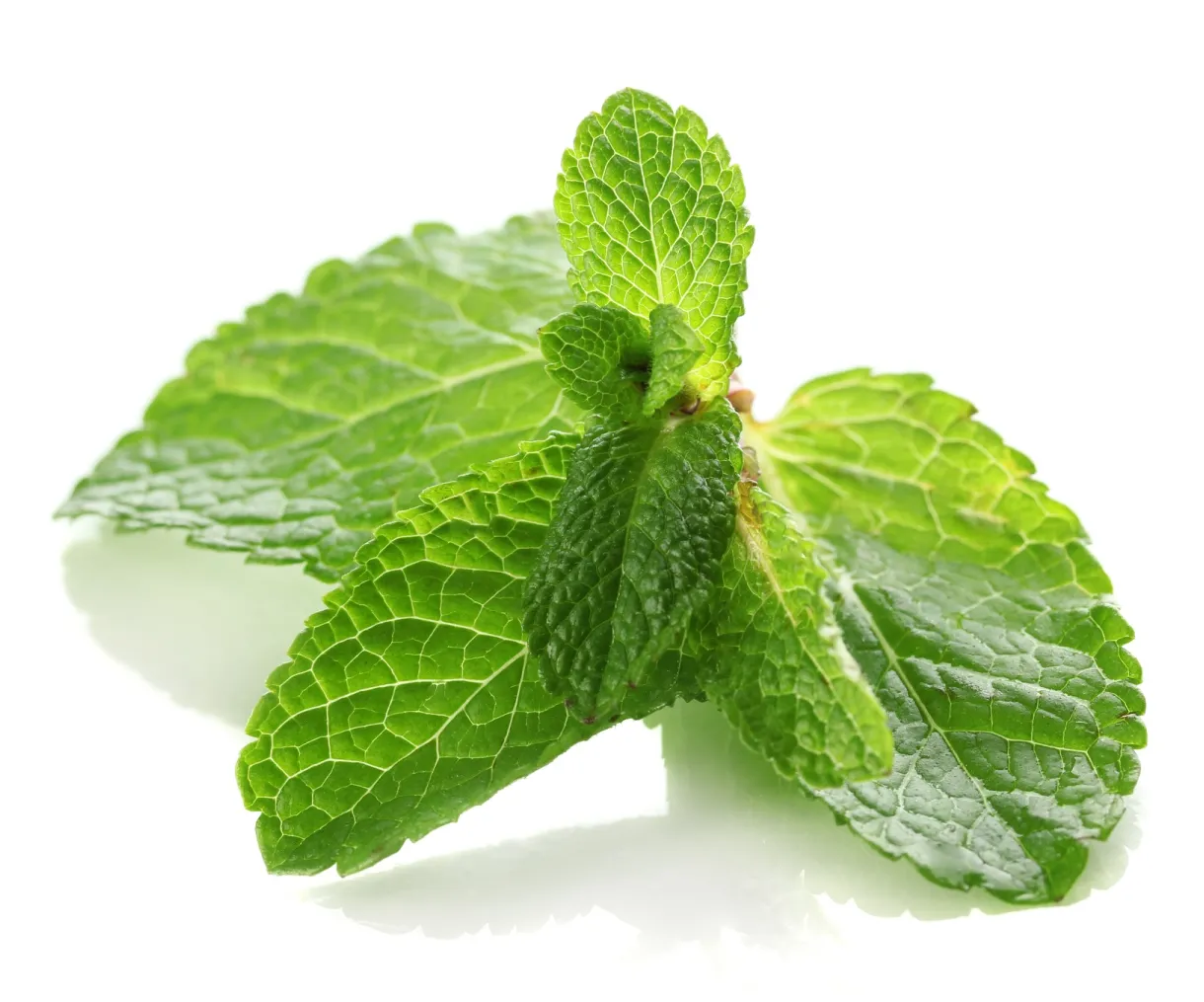 Healthy Plate 5: Medicinal uses of Mint