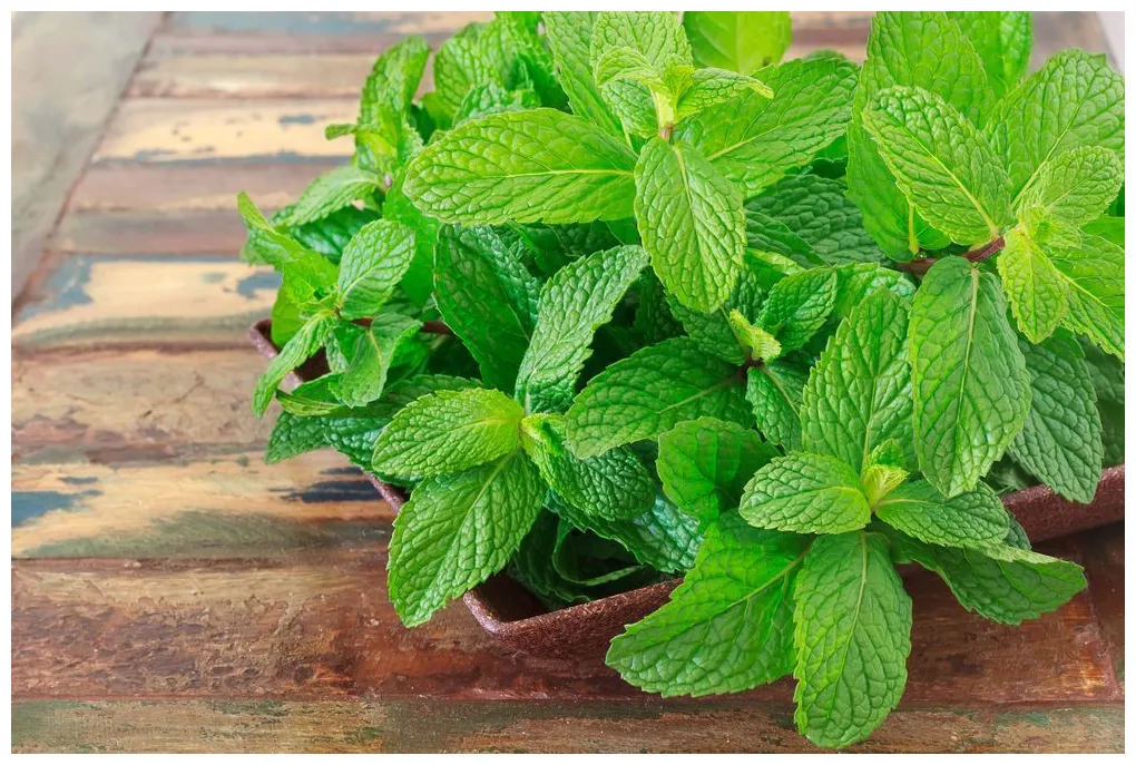 Mint: 11 Marvelous Health Benefits, Nutritional Facts, And Healthy Recipes