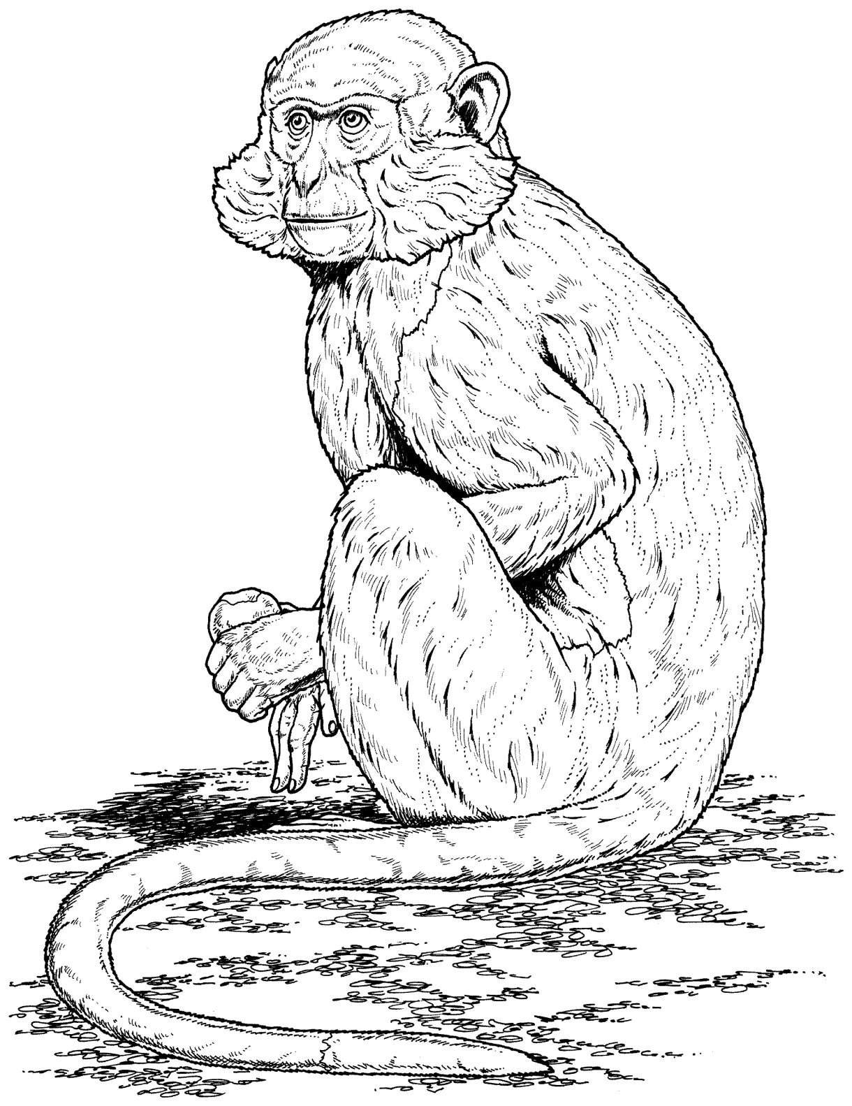 Monkey Coloring Pages
