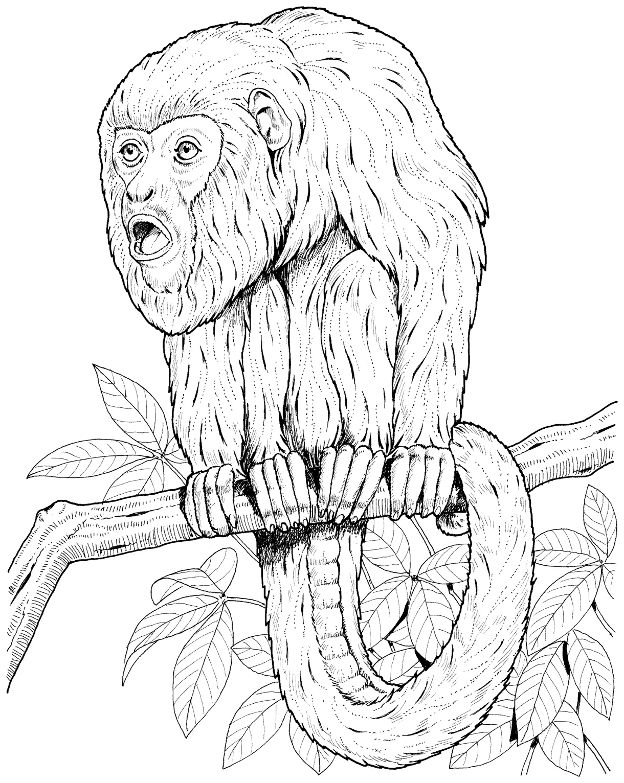 Free Monkey Coloring Pages