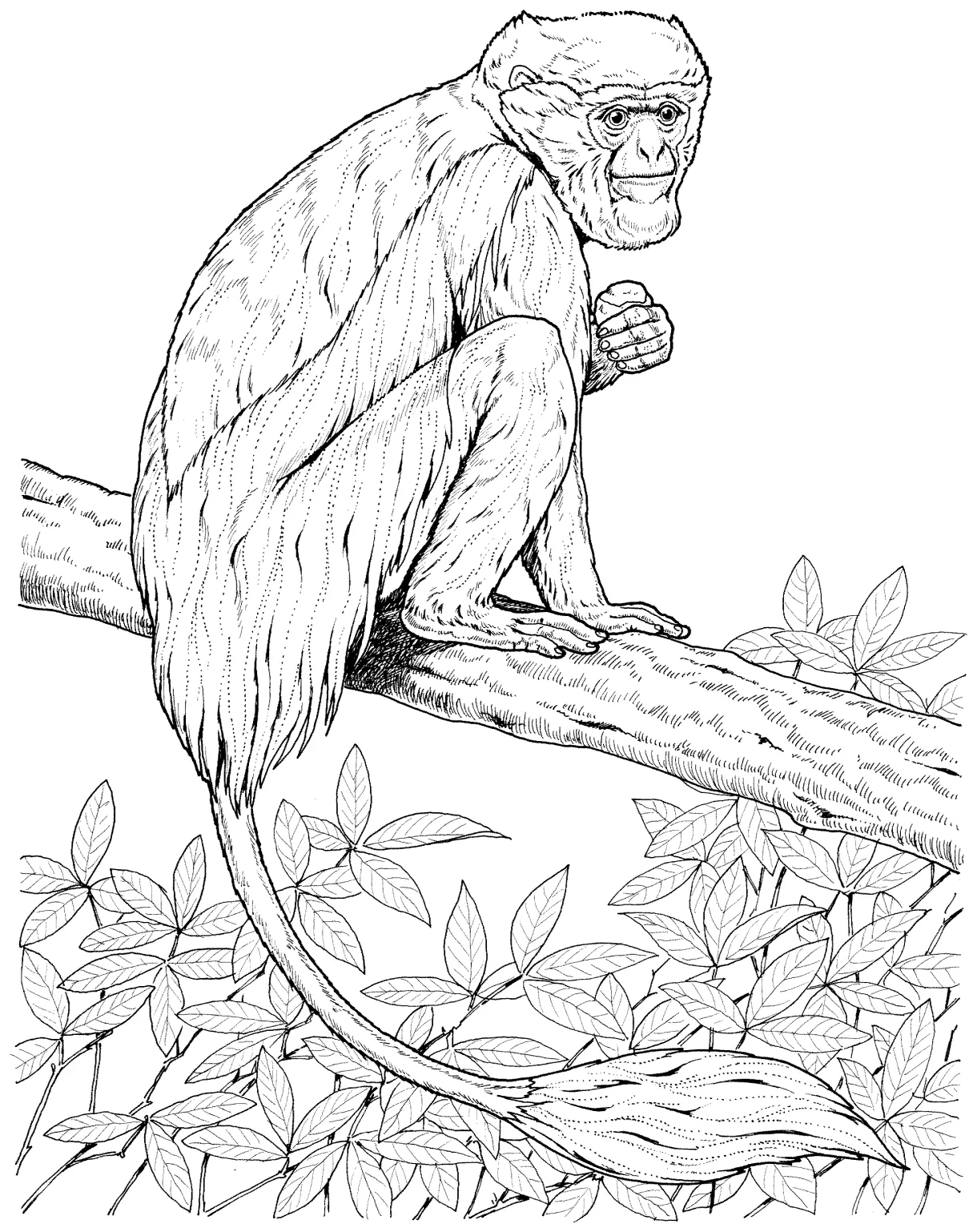 Monkey Coloring Pages