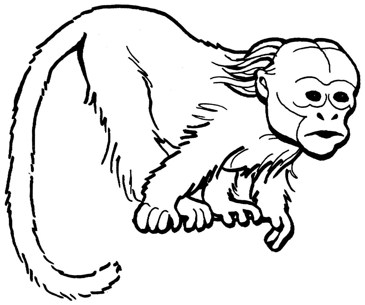 Monkey Coloring Pages