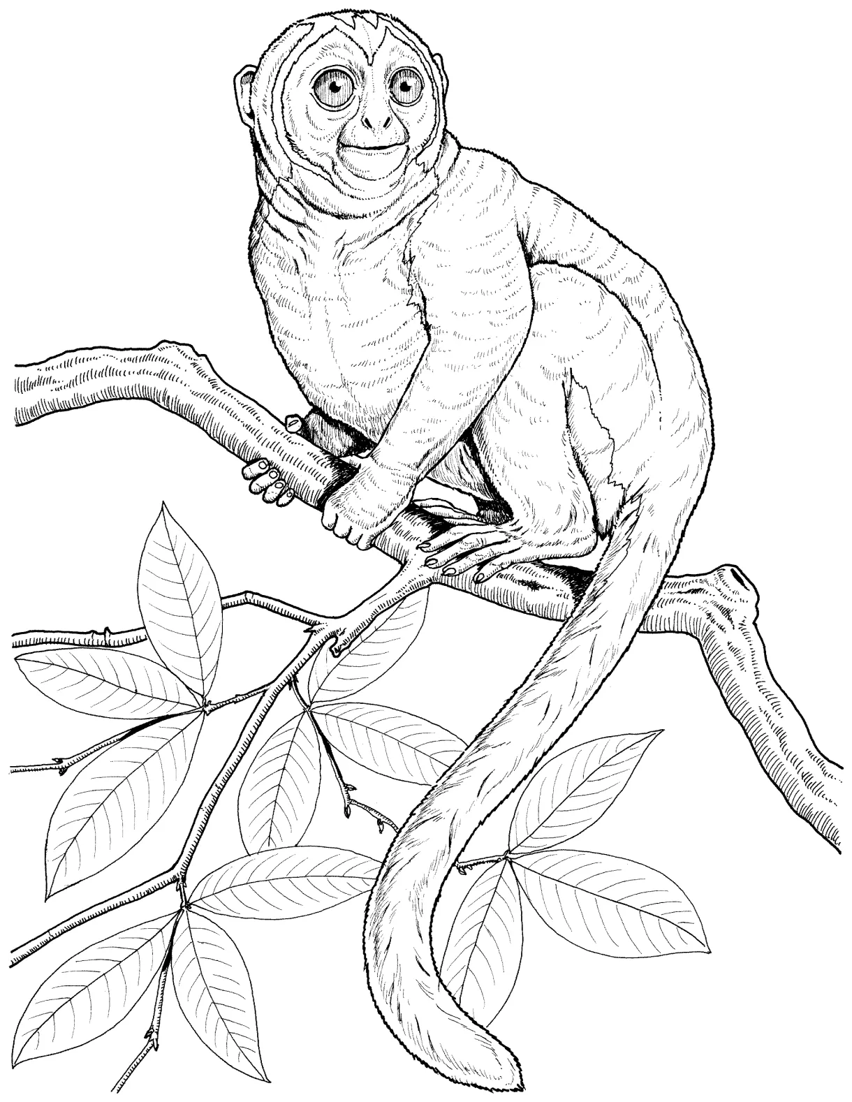 Monkey Coloring Pages